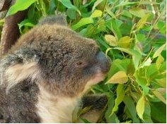 koala.jpg